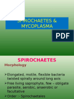 #Spirochaetes & Mycoplasma#