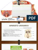 Sistema Urogenital