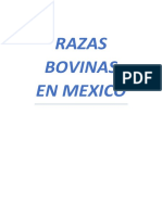 Razas Bovinas