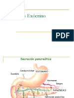 Pancreas Exocrino