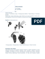 Perlakuan Bibit Pinus