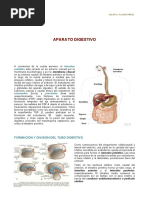 12° Aparato Digestivo PDF