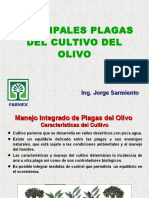 Plagas Del Olivo