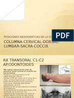 Columna Cervical Dorsal Lumbar Sacra Coccix DZ