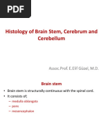 Histology of Cerebrum and Cerebellum