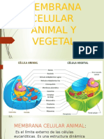 Membrana Celular Animal y Vegetal