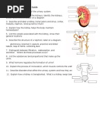 Urinary System Review Guide