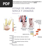 Dosaje de Amilasa Serica y Urinaria