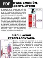 Interfase Embrión Placenta Útero