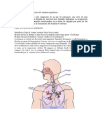 Estructura y Funcionamiento Del Sistema Respiratorio