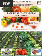 Labores de Cosecha de Frutas y Hortalizas