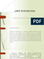 Penyakit Antraknosa