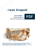 Plexo Braquial