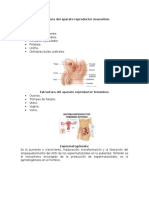 Estructura Del Aparato Reproductor Masculino