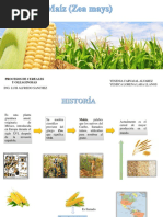 Expo Cereales Maiz (Zea Mays)