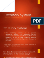 Excretory System PDF