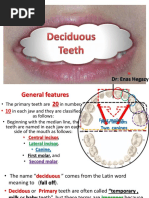 2 Deciduous Teeth