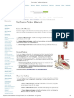 Foot Anatomy Tendons and Ligaments