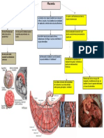 Placenta