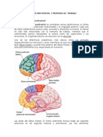 Corteza Prefrontal y Memoria de Trabajo