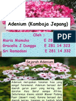 Adenium