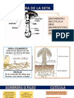 SETAS Estructura