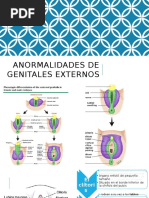 Genitales Externos Ginecologia