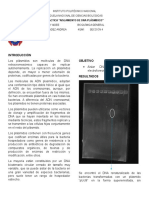 Aislamiento de DNA Plásmidico