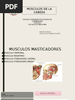 Musculos Faciales