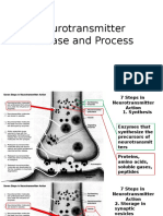 Neurotransmitter Release and Process