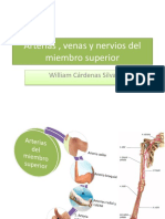 Arterias Venas y Nervios Del Miembro Superior 