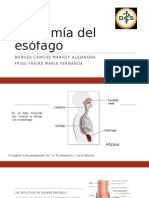 Anatomía Del Esófago