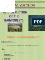 Deforestation Power Point Presentation Fiona