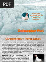 Pollos de Engorde - Guia para Pigmentacion de Pollos de Engorde - Deltacolor Piel