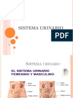 Sistema Urinario