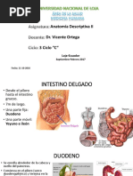 Intestino Delgado