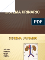 Sistema Urinario