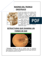 Dimensiones Del Tronco Encefálico