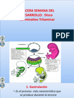 UPLA 2017-1 Embriologia. Clase 3a Semana Desarrollo DISCO TRILAMINAR