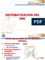 .Sistematizacion Del SNC