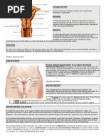 Las Capas Del Útero