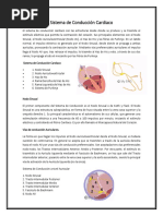 Sistema de Conducción Cardiaco