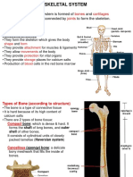 Skeletal System