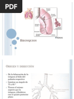 Anatomía de Bronquios