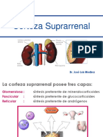 Corteza Suprarrenal. (HSC y Sintesis de Corticoesteroides Suprarrenales) 2017