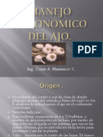 Manejo Agronómico Del Ajo