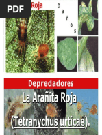 Arañita Roja PDF