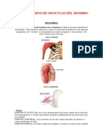 Grupo Externo de Musculos Del Hombro