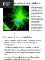 BM 1 1 Cytoskeleton