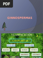 GINNOSPERMAS